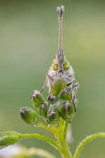 20190503-20190425-IMG_0867 ZS 25-b.jpg