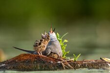 comp_DSC_4167_Trauerseeschwalbe.jpg