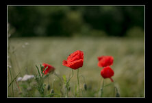 Mohn 013BEADSLR.jpg