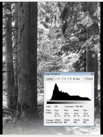 waldneu.jpg