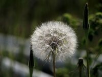 Pusteblume1.jpg