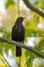 comp_DSC_3002_Amsel.jpg