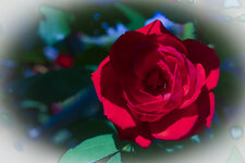 Rose-06145.jpg