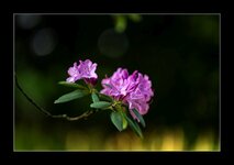 DSC00072RnR_Forum.jpg