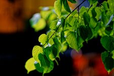 Baum_Darmstadt_DSC01605_DxO_jiw.jpg