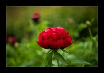 DSC09435RR_Forum.jpg
