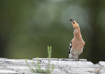 dslrDH31.05.19Wiedehopf-5WZ.jpg