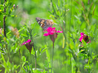 Bildschirmfoto 2019-06-01 um 17.47.28.png