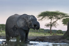 botswana-african-elephant-1.jpg