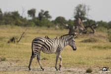 botswana-zebra-1.jpg