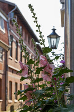 20190625_Lueneburg_6D2_030c_Baumstrasse-Forum.jpg