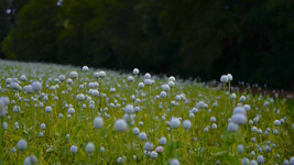 Mohn-05856.jpg