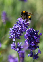 Schnell-langsam-Hummel-6913.jpg