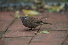 _H7K3598dxo1200.jpg