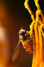 20190629_Makro_Garten_046.jpg