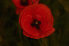 DSC_6220 Kopie.jpg