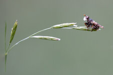 20190609-Gemeine_Breitstirnblasenkopffliege_2019-05-25-b.jpg