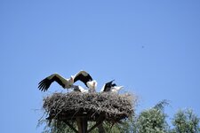 Storch 2.jpg