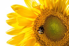 sonnenblume_crop_IMG_6755_small.jpg