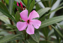 Oleander mit Besucher.jpg