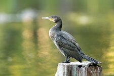 comp_DSC_3039_Kormoran.jpg