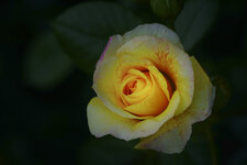 Blume-05147.jpg