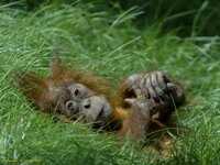 Im Grünen relaxen!.jpg