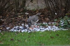 comp_Sperber-2876.jpg