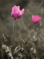 PinkMohn.jpg