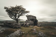 comp_Dartmoor Baum.jpg