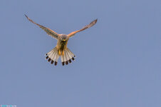 785A8601_DSLR-Forum.jpg