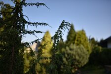 D750_Sigma_35_7.jpg