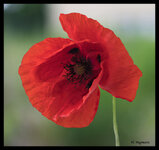 Mohn-01-roh-klein.jpg