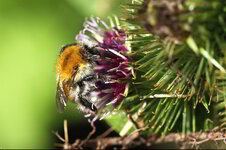 hummel.jpg