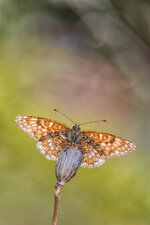 DSC_4577 - Kopie.jpg