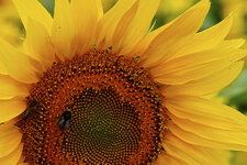 Sonnenblume-07053.jpg