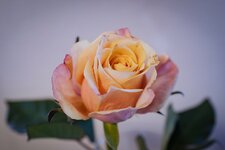 Rose.jpg