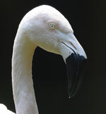 Flamingo-500-PF-1200pix-8575.jpg