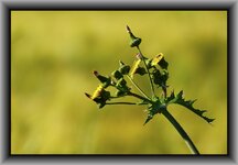 Distel_F.jpg