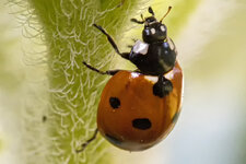 Marienkäfer1verkleinert.jpg