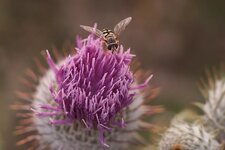 Schwebfliege_auf_Distelblüte.jpg