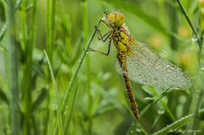 Libelle_Chiemsee_02.jpg