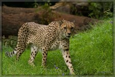 Köln Zoo_0117.jpg