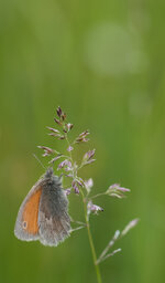 Insekten-2.jpg