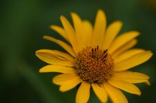 sigma_105_macro_blumen_2_c.jpg