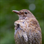 Amsel-8549.jpg