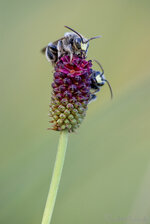 Schenkelbienen_2019-07-24-DSLR.jpg