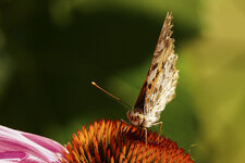 Schmetterling-06421.jpg