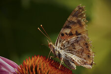 Schmetterling-06420.jpg