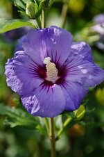 KP_08706_HibiskusBluete_F8_250mm.jpg